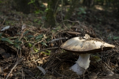 p1171083-enhanced-nr