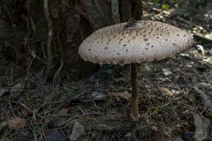 p1171086-enhanced-nr