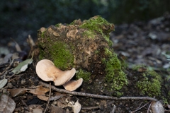 p1171094-enhanced-nr