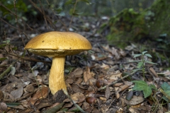 p1171095-enhanced-nr