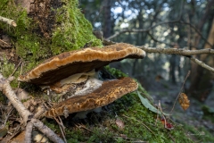 p1171098-enhanced-nr