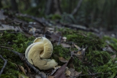 p1171099-enhanced-nr