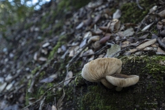 p1171101-enhanced-nr