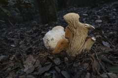 p1171103-enhanced-nr