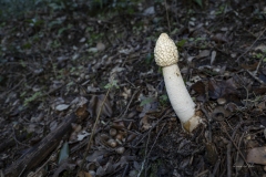 p1171104-enhanced-nr