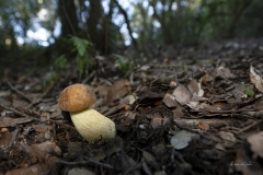 p1171105-enhanced-nr