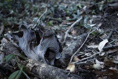 p1171110-enhanced-nr