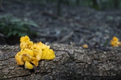 p1171111