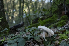 p1171112-enhanced-nr