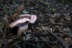 p1171113-enhanced-nr