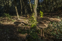 p1171117-enhanced-nr