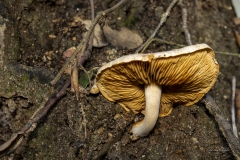 p1171122-enhanced-nr