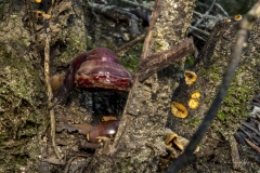 p1171126-enhanced-nr