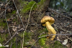 p1171130-enhanced-nr