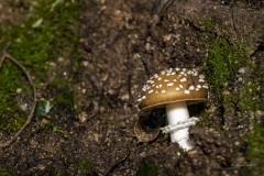 p1171134-enhanced-nr