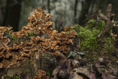 p1194250