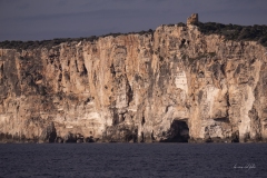 p1194555