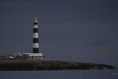 p1194585