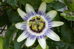 Passiflore bleue