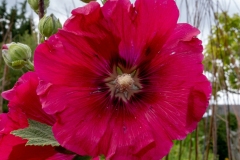 Rose trémière