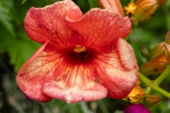 Trompette de virginie