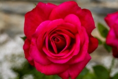 Rosier hybride de thé