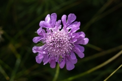 Scabieuse colombaire