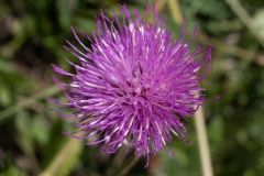 Chardon à pédoncules nus