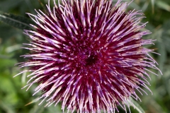 Cirse laineux