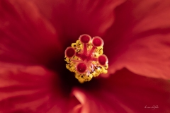 p1144986