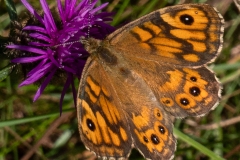 Centaurée scabieuse