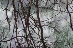 p1379614