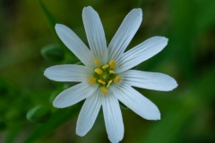 Stellaire holostée
