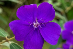 Fleur araignée / Tibouchina urvilleana
