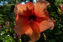 Hibiscus rose de chine / Hibiscus rosa- sinensis