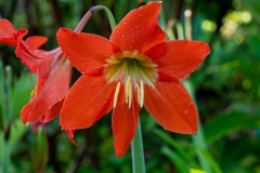 Hippéastre de la reine / Hippeastrum reginae