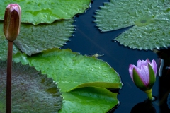 Lotus bleu / Nymphaea nouchali var. caerula