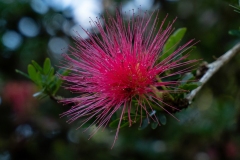 Pompon du marin / Calliandra surinamensis