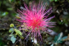 albizia / Albizia julibrissin