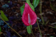 Flamant rose / Anthurium scherzerianum