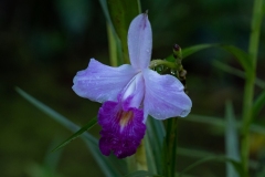 Orchidée bambou / Arundina graminifolia