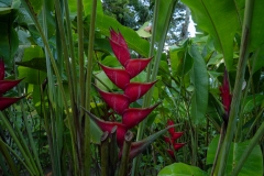 Heliconia metallica