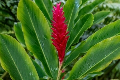 Gingembre Rouge / Alpinia purpurata