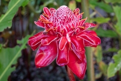 Rose de porcelaine / Etingera elatior
