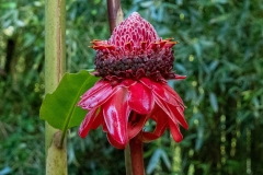 Rose de porcelaine