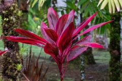 Epinard hawaïen / Cordyline fruticosa