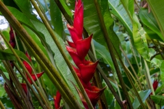 Heliconia metallica