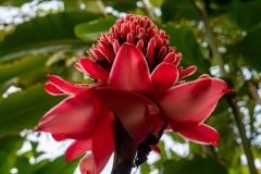 Rose de porcelaine / Etingera elatior