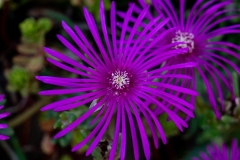Delosperma cooperi