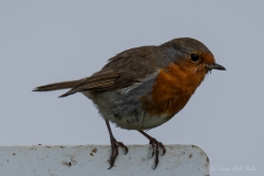 DSC00265